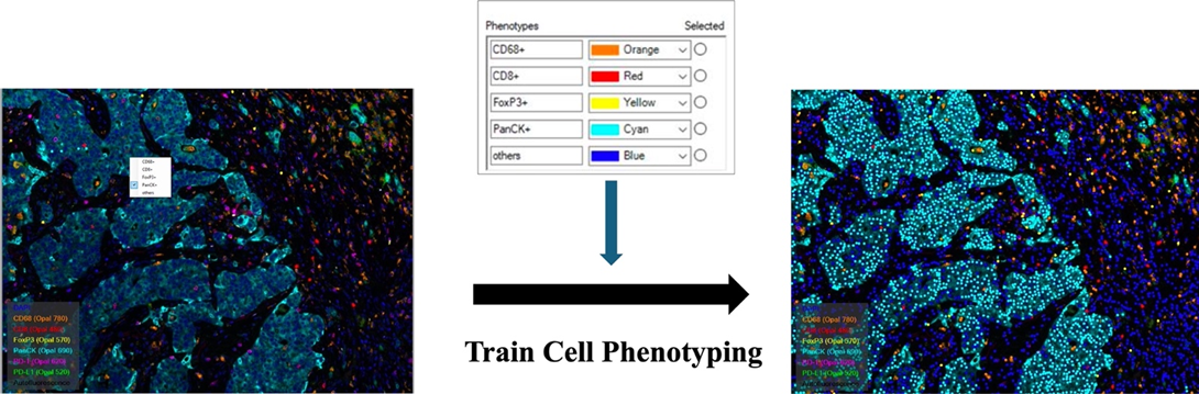 Cell_Phenotyping.png