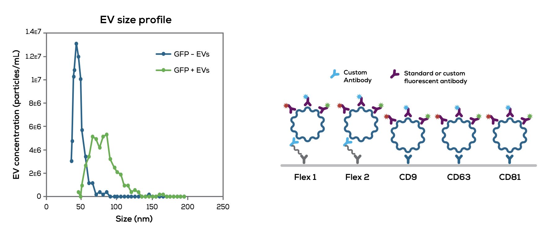 Explore your exosome