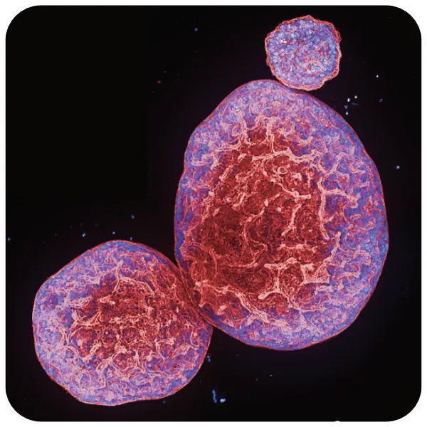 Opera Phenix OptIQ 搭配 Find Organoids 模組呈現的類器官 3D 表現型分析影像|Phenologic.AI AI 分類|可由 ImageXpress HCS.ai、CellInsight 遷移之類器官篩選應用