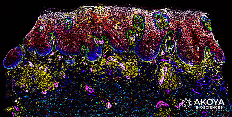 Akoya czi release tissue image skin