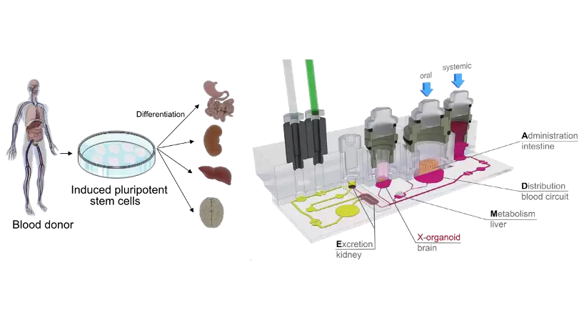 Organ-on-a-Chip 於 ADME 應用示意圖 — 吸收 分布 代謝 排泄 多器官晶片模擬