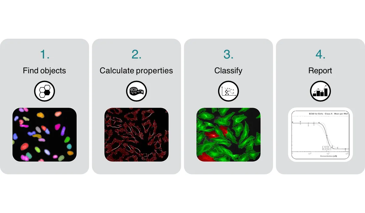 Harmony image analysis building block workflow showing Find objects Calculate properties Classify and Report four step process with Find Organoids segmentation and border region example