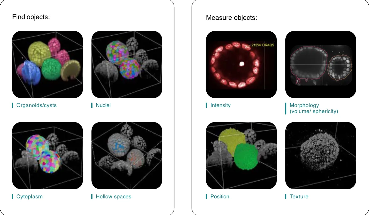 3D image analysis examples showing organoid cyst cytoplasm nuclei and hollow spaces segmentation with intensity position morphology volume sphericity and texture measurements