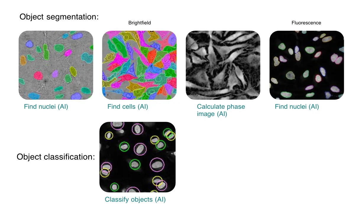Phenologic AI deep learning module examples showing nuclei and cell segmentation and phase image calculation in both brightfield and fluorescence images plus AI based object classification