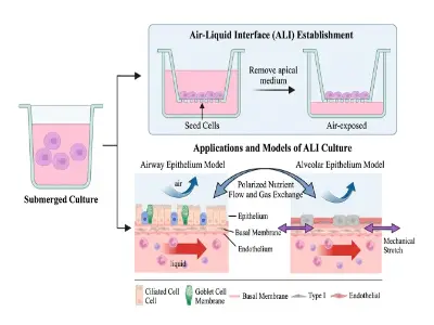 Air-Liquid Interface ALI 氣液界面培養模式示意圖 — 肺器官晶片呼吸運動模擬