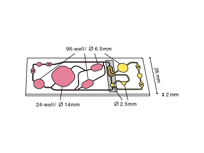HUMIMIC Chip4 PBPK 雙迴路結構設計示意圖