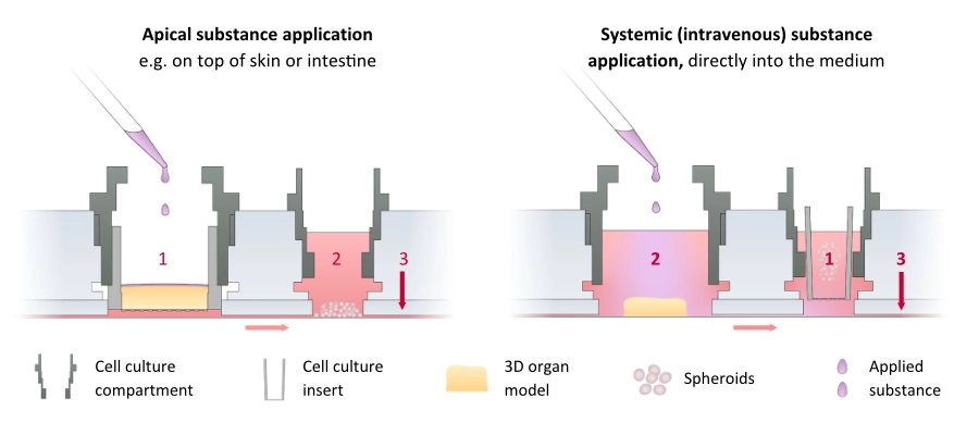 HUMIMIC Chip 物質施用途徑與細胞培養策略示意圖