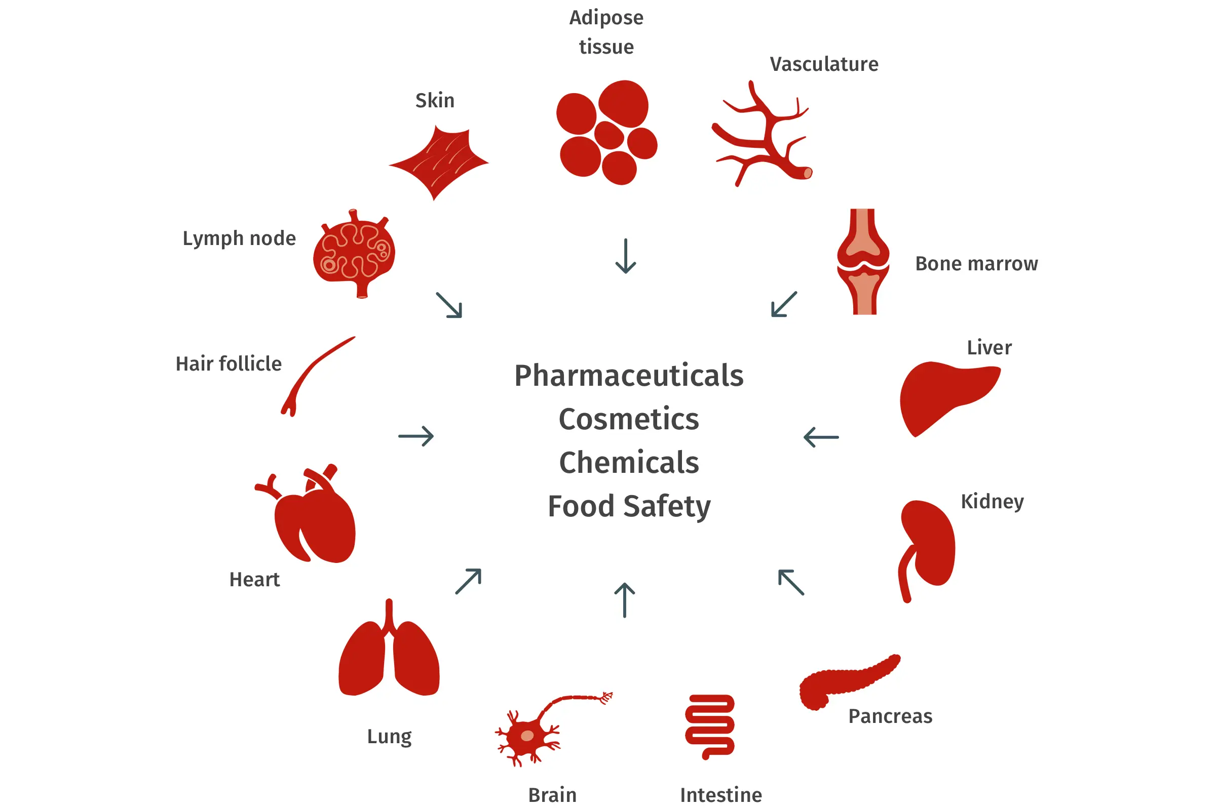 TissUse Multi-Organ-Chip 廣泛應用領域示意圖