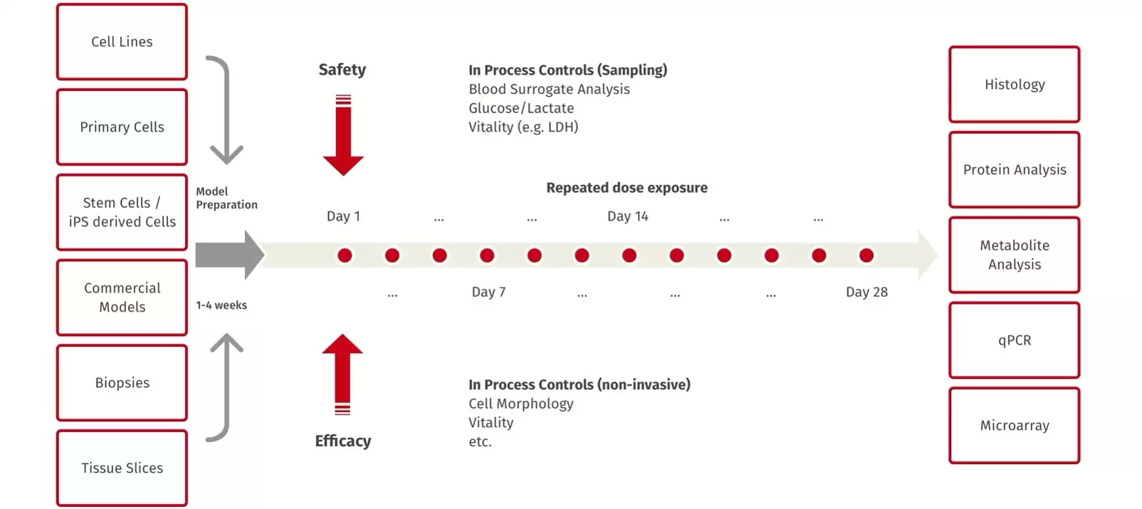 Organ-on-a-Chip 標準實驗工作流程圖 — 從細胞準備、晶片組裝、物質施用到終點分析