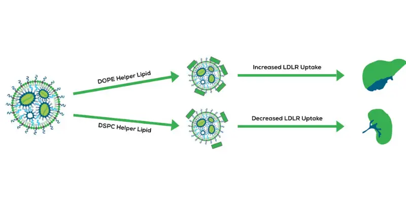 LNP formulation effect on biodistribution in-vivo