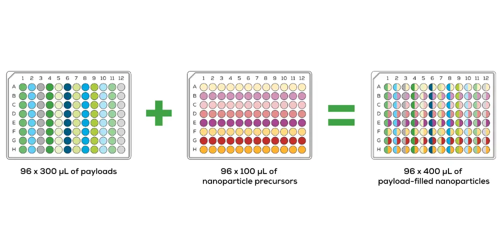 96-well plate workflow diagram
