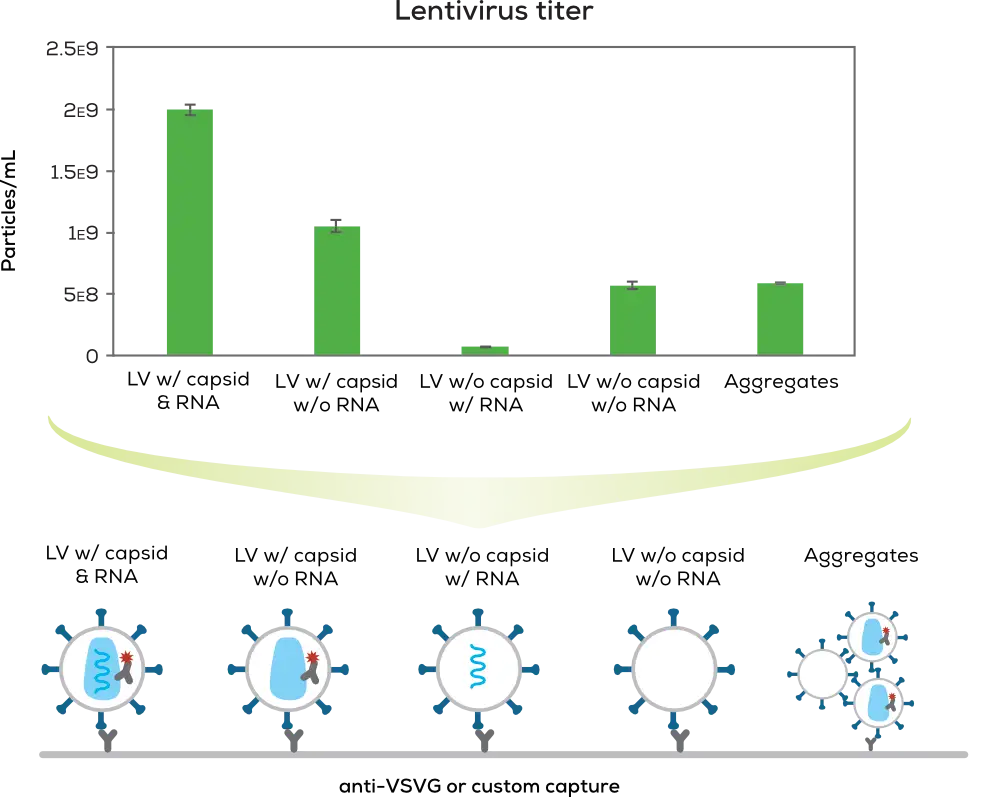 慢病毒滴度柱狀圖與病毒結構示意圖