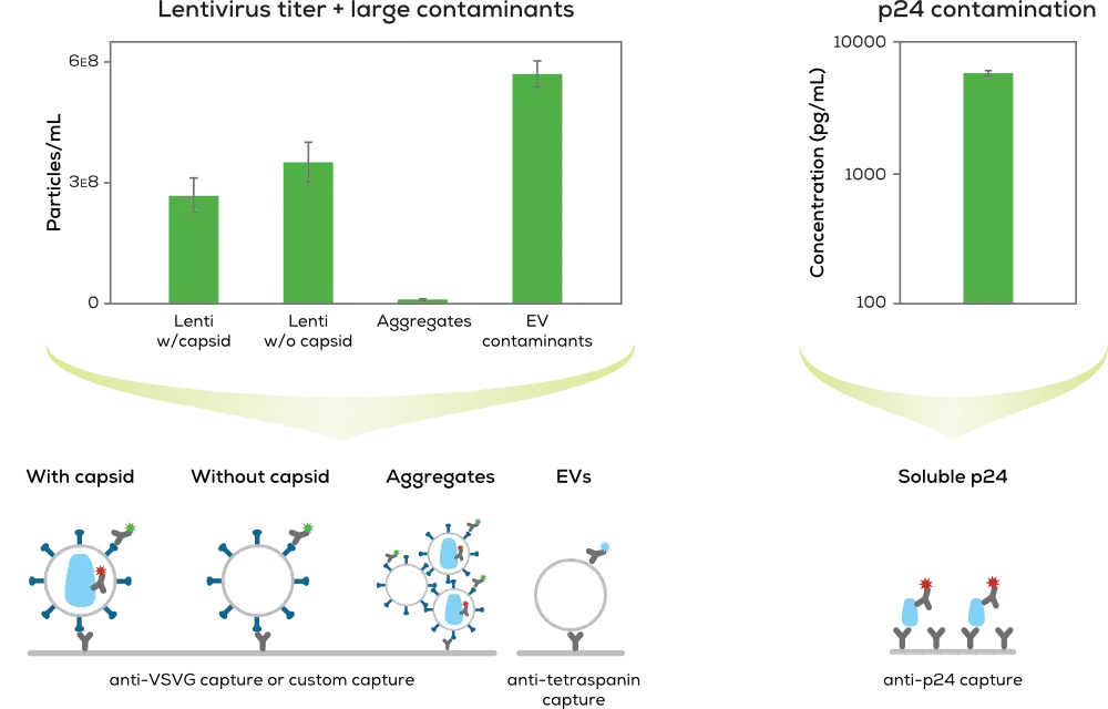 慢病毒滴度與 p24 污染物分析圖表