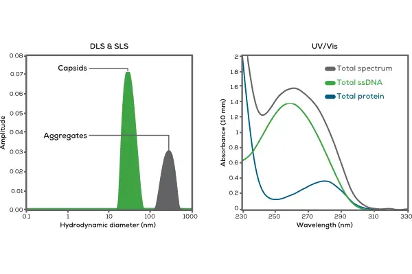 AAV DLS 強度分布圖 - 顯示完整 Capsid 與 Aggregates 聚集物的粒徑分布與相對散射強度比較