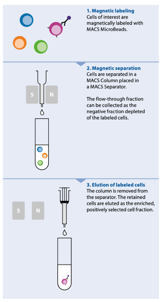 macs 3 step isolation