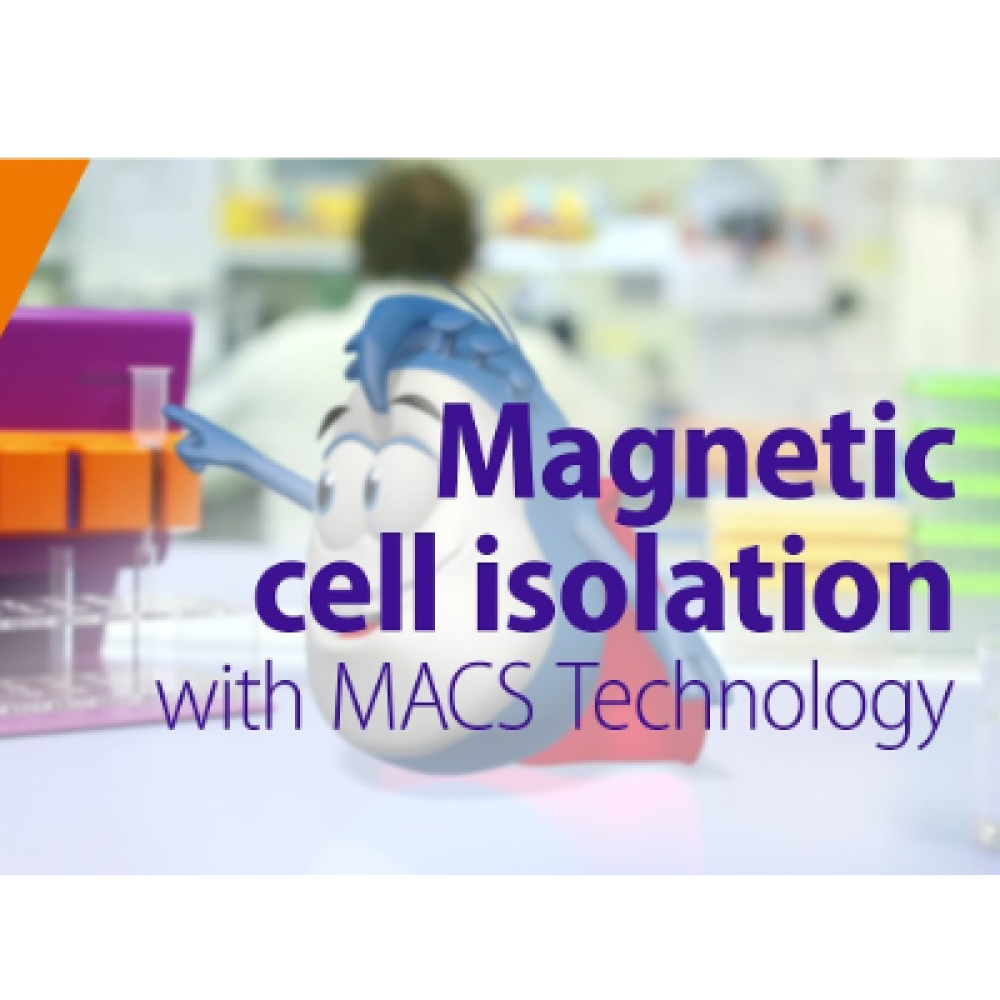 MACS cell isolation