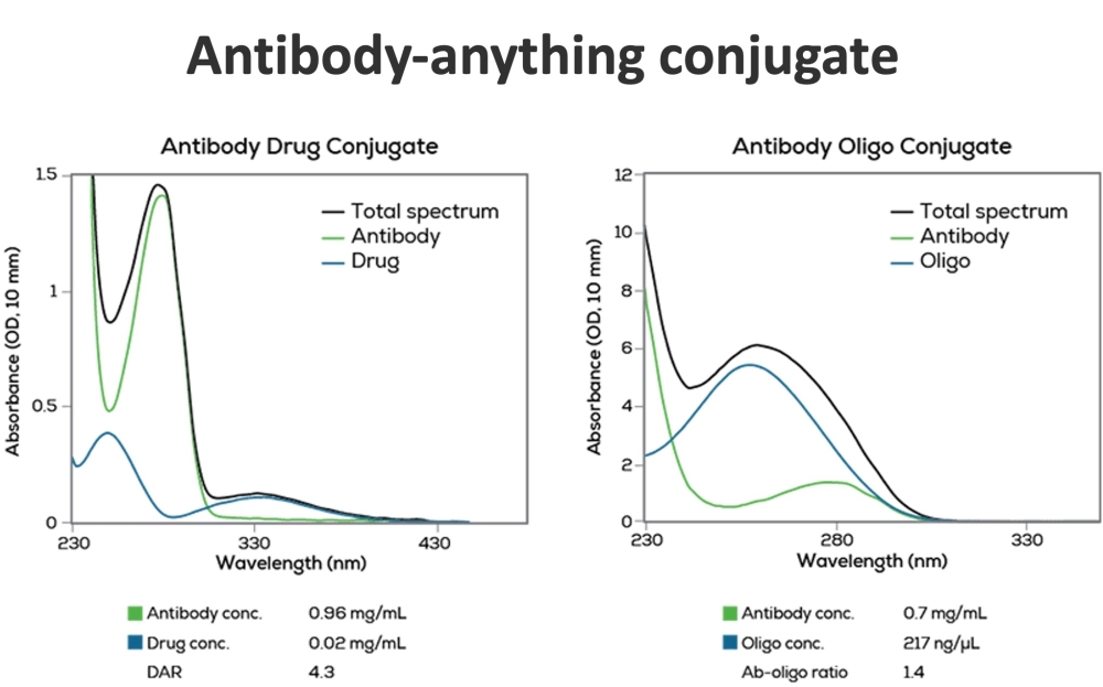 Antibody Conjugation