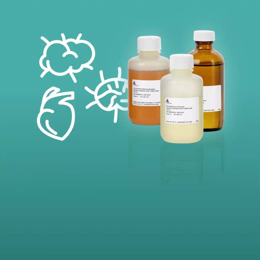   MACS® Deep Clearing Kit Clearing of whole mouse brain and brain hemispheres